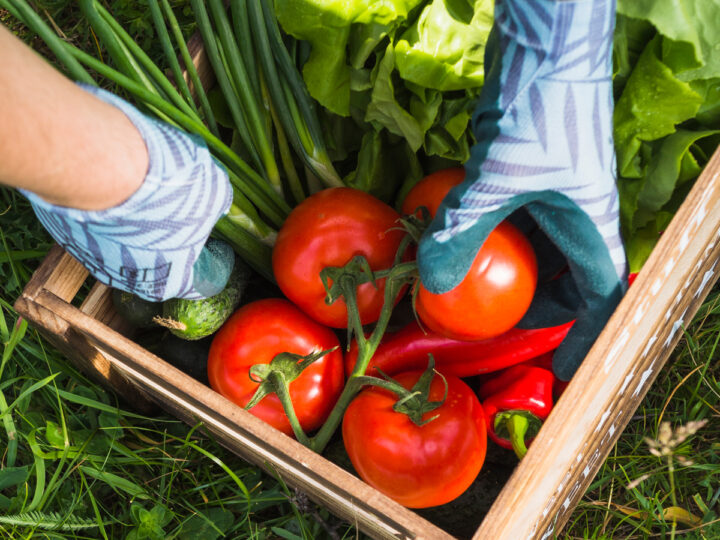 Vegetables in the wheel cart